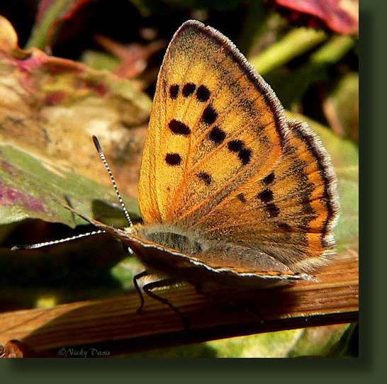 male upperside red-orange, female duller orange-brown to dark brown, Underside male and female gray-white to gray-yellow, hingwing with or without muted black spots