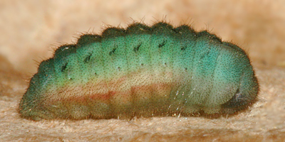 Larva about to pupate 10:23 A.M., 28 September 09