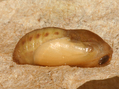 14 September 2009, lateral view showing deveolpment of eye