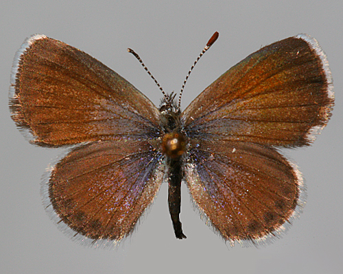male dorsal view