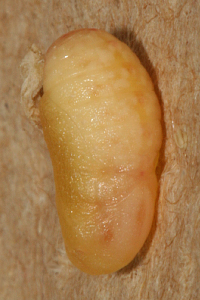 #44 pupa formed 24 July 2010
