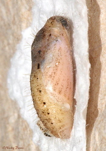 male that pupated after diapausing from June to August
