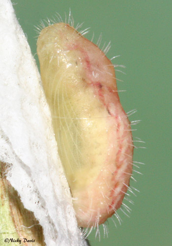 #3 pupa on June 28, 2007, lateral