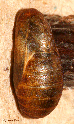 dorsal view of the larva on the day it eclosed