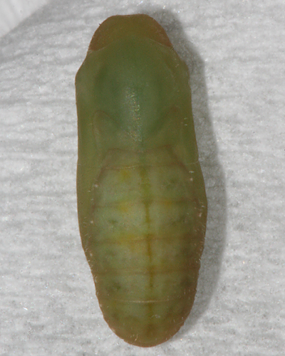 Pupa formed 10th of October 2008