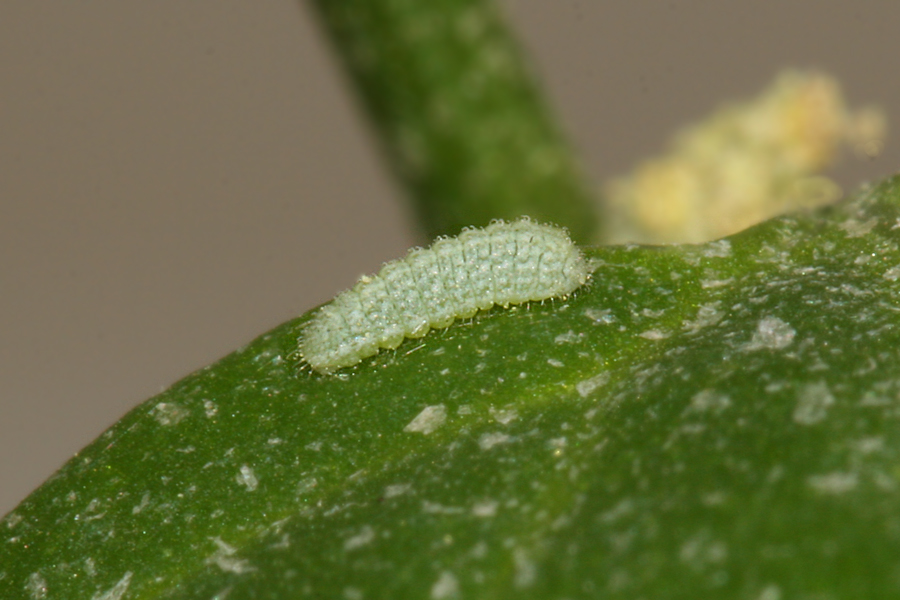 young instar