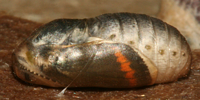 female pupa