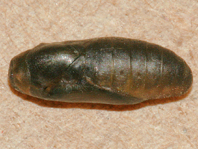 pupa
                          at 8 A.M. on September 2, 2008