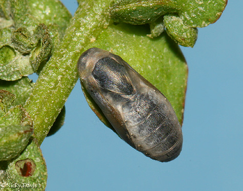 Pupa 23 minutes before butterfly emergence