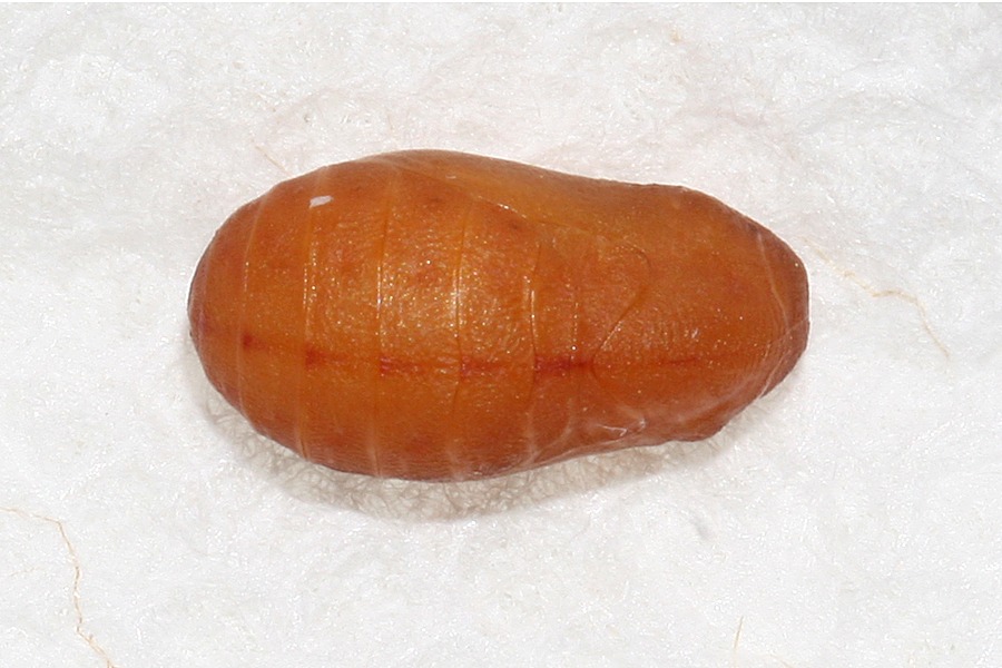 lateral view of new pupa