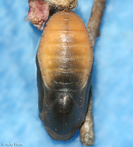 pupa the day before butterfly emerged