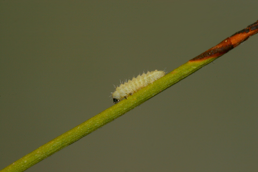 Young instar