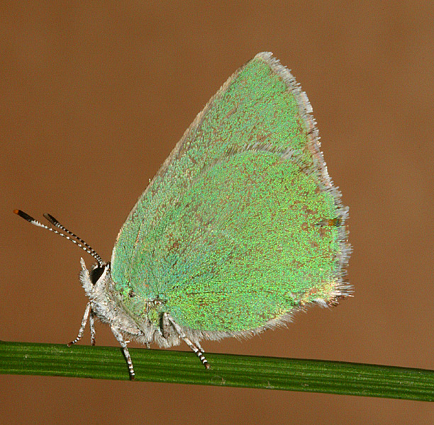 male affinis