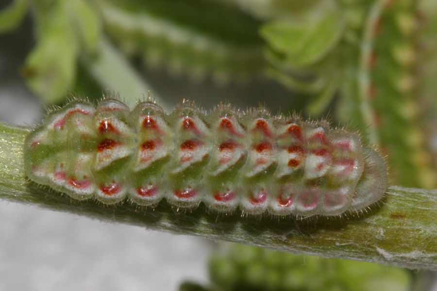 dorsal view of 4th instar