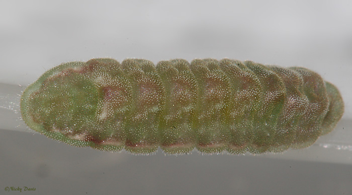 callophrys augustinus or satyrium saepium