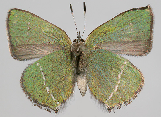 Female sheridani neoperplexa- upperside