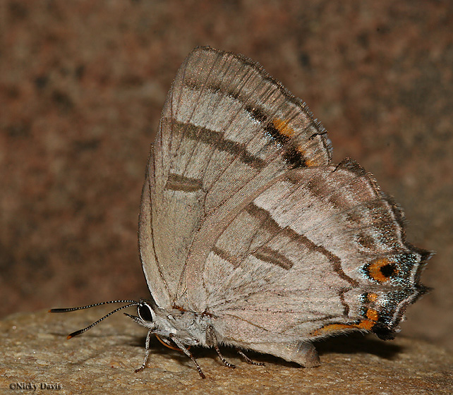 Ventral photo of female