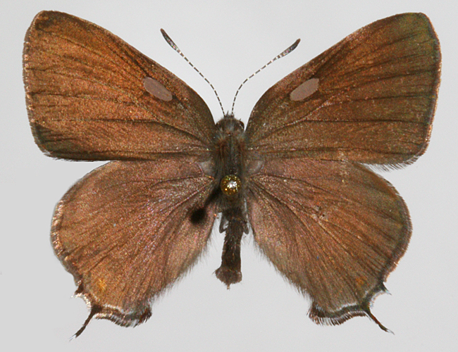 male Upperwing
