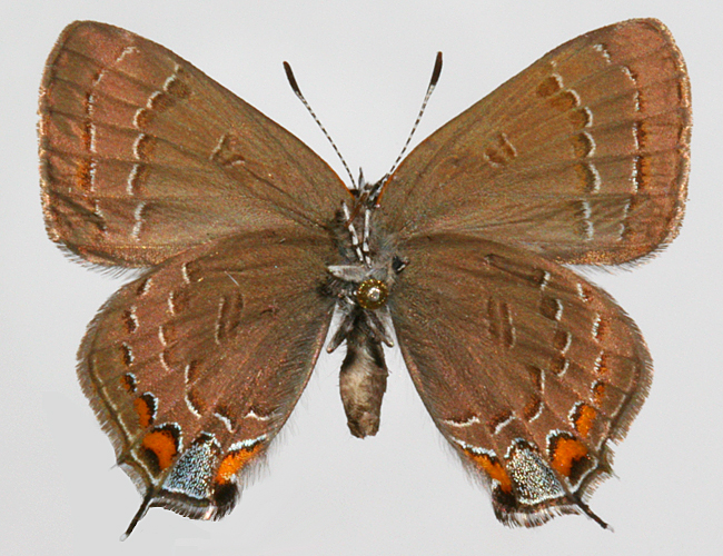 male underwing