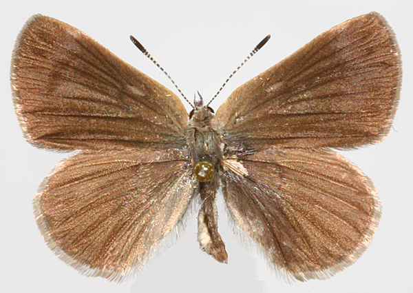 male upperwing