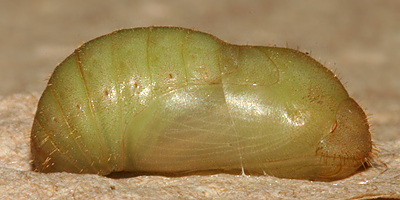 lateral view of newly formed pupa