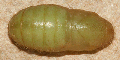 dorsal view of newly formed pupa
