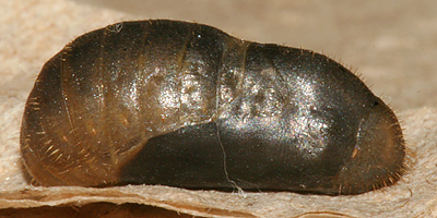 Pupa on 3 July 2009, lateral view