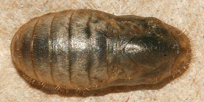 pupa the night before adult emerged