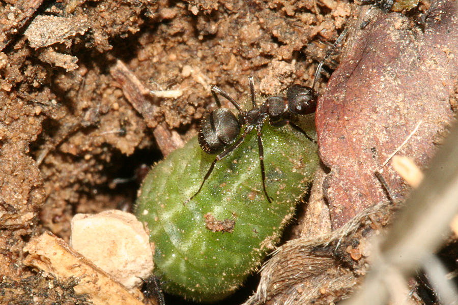 ants tending