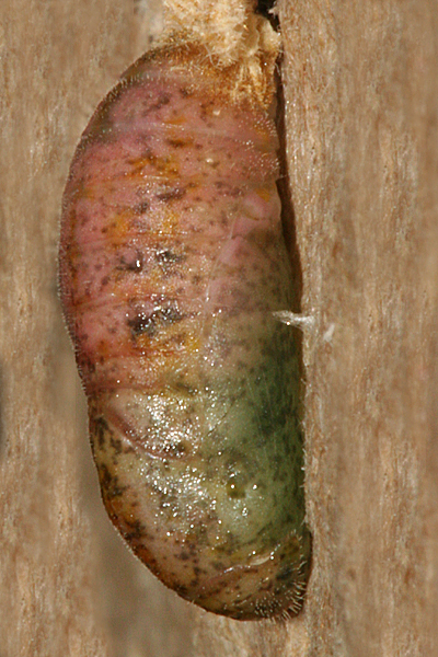 #2 pupa formed before 9AM 2 July 2010