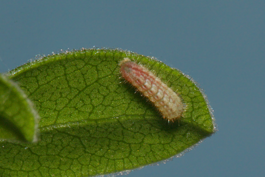 2nd instar