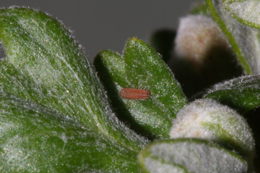 first instar on second day