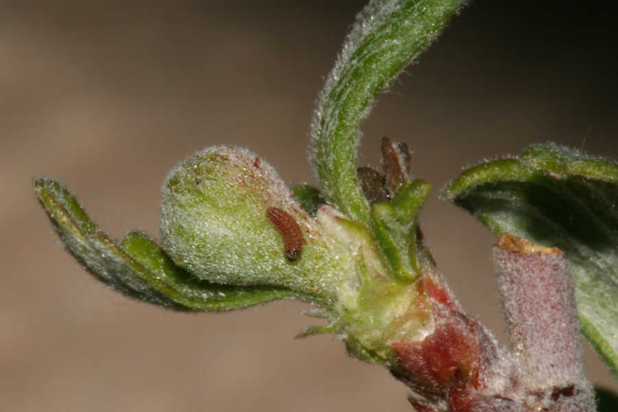1 1/2 mm long placed on a flower  bud