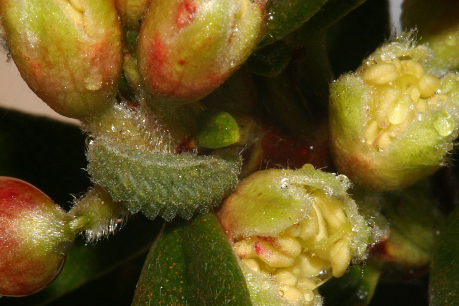 lateral view of 3rd instar