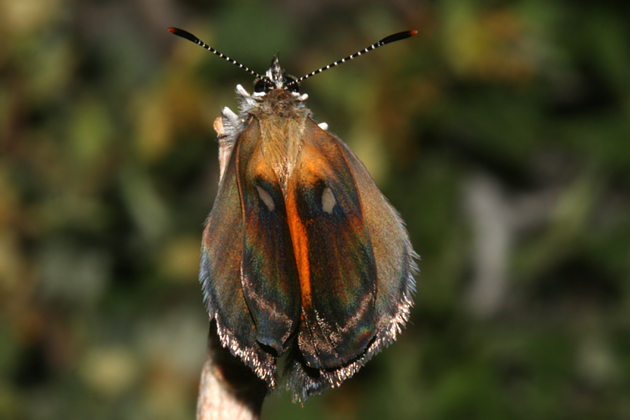 scent patches on forewings
