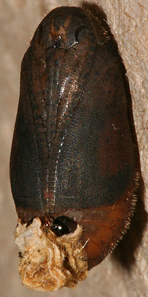 female pupa 2 June 2013