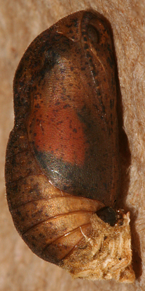 female pupa