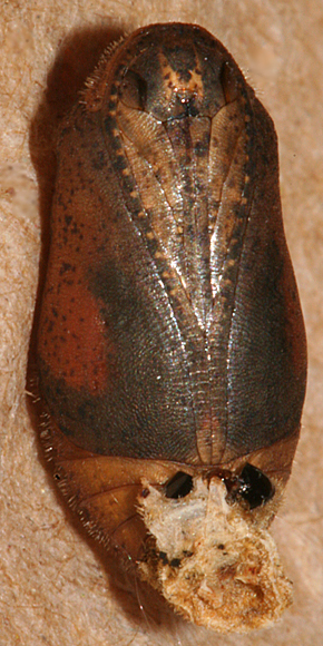 Female pupa just 50 minutes before emerging