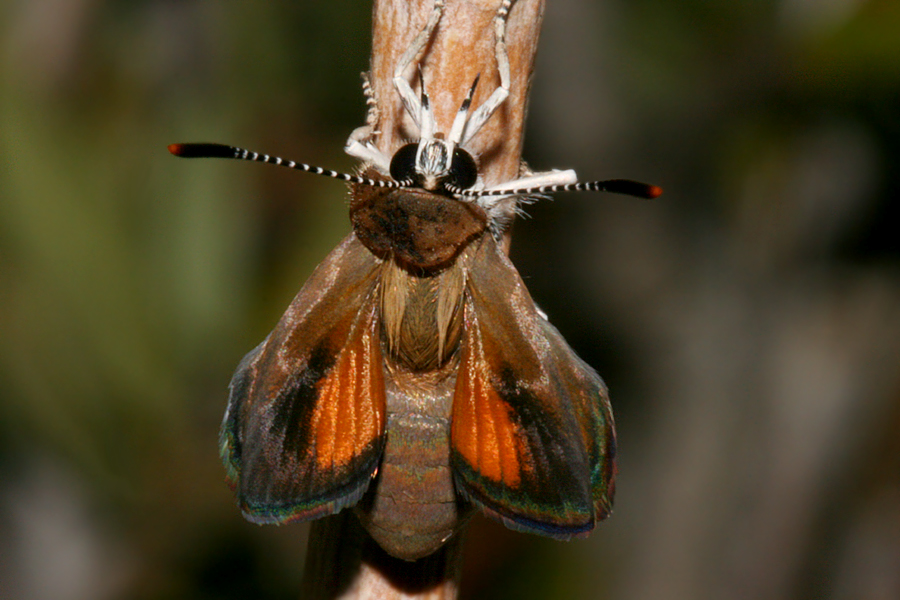Female inflating wings