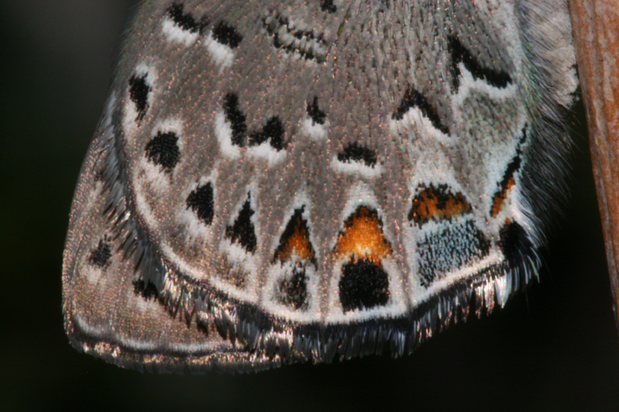 wing pattern