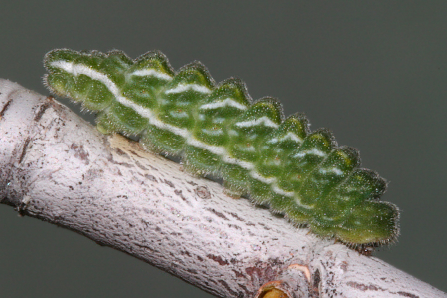 #2 behrii larva - lateral