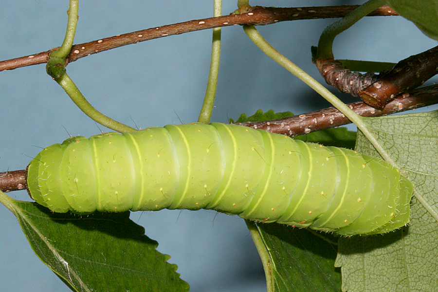 5th instar - dorsal view