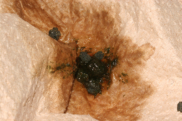 purged excess fluid before forming nest where it could pupate