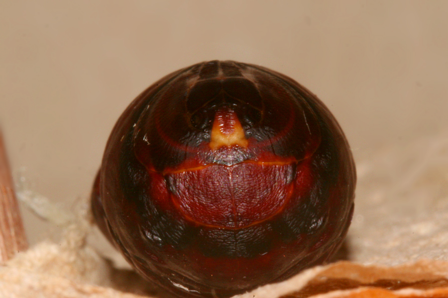 front of pupa one day before adult emerged
