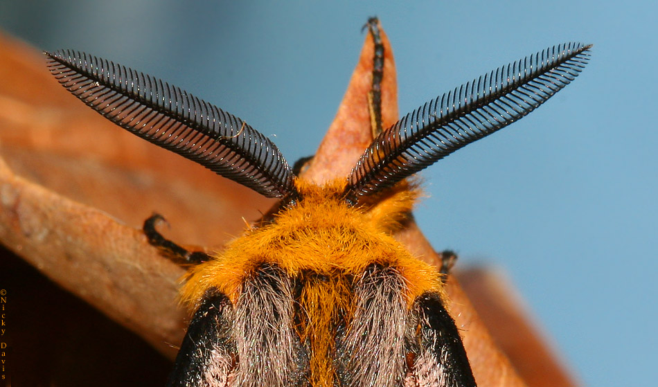 close-up of plumed antennae