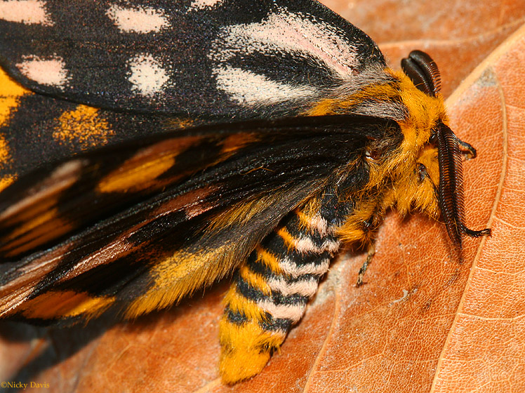 close-up of abdomen