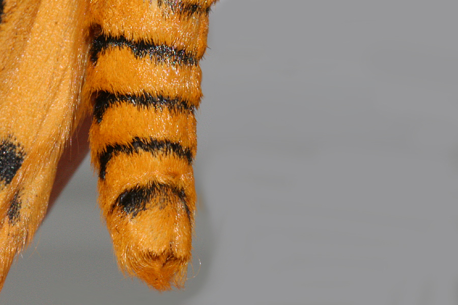 tail of male