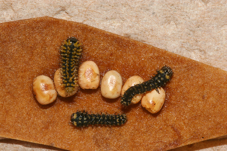 first instars - 5 mm