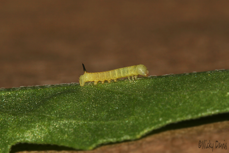 1st
                                                          instar