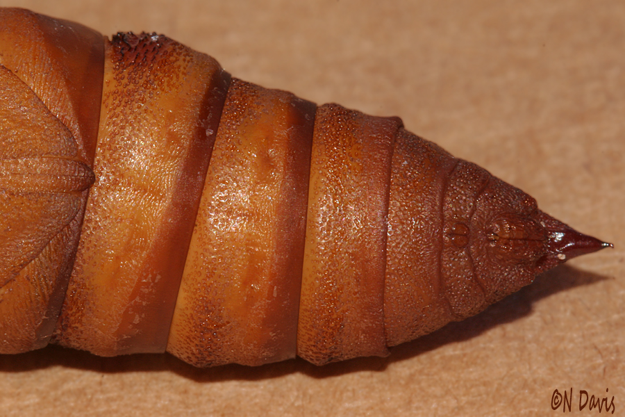 tip of male pupa